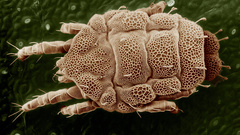 Insects macro microscopic