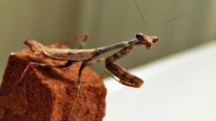 Insects macro Praying Mantis