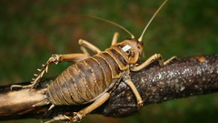 Insects macro weta insect