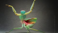 Insects mantis insect