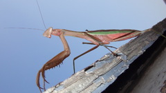 Insects mantis praying insect