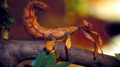 Insects national geographic Animals