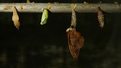 Insects national geographic caterpillars