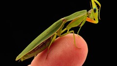 Insects national geographic mantis
