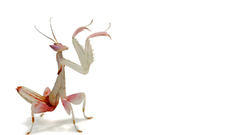 Insects Praying Mantis