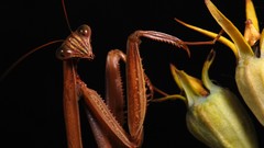 Insects Praying Mantis