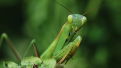Insects Praying Mantis
