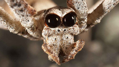 Insects spiders arachnids