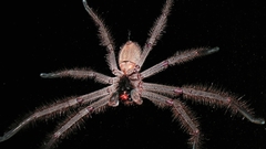 Insects spiders arachnids