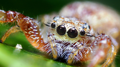 Insects spiders arachnids