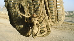 Insects spiders camel spider