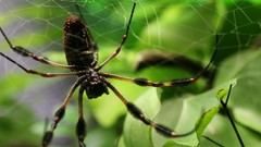 Insects spiders spider webs