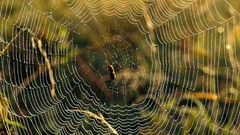 Insects spiders spider webs