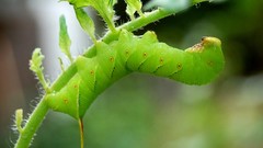 Insects tobacco caterpillars