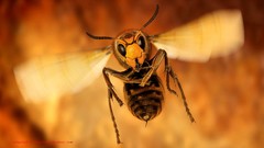 Insects wasp