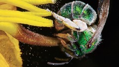 Insects wasp national geographic