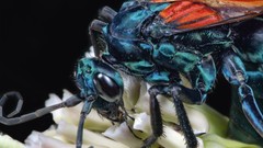 Insects wasp national geographic