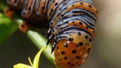 Insects Wood nymph caterpillars