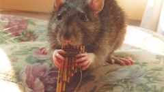 Instruments Rats mice Animals