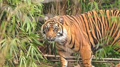 Ip bengaltiger high