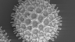 Ipomoea purpurea pollen high