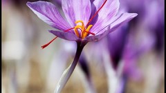 Iran saffron gonabad town