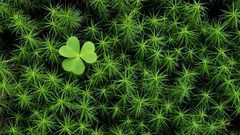 Ireland moss shamrock