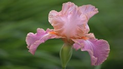 Irises hybrid