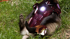 Iron Man funny badgers