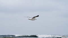 Is Enough Celestial high