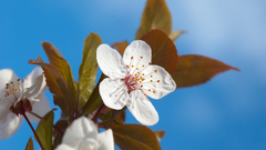 Is ty dreamstimefree madatory