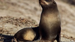 Islands Mammals the sun