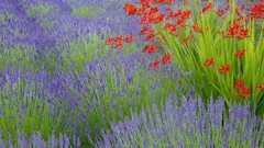 Islands Washington lavender Crocosmia