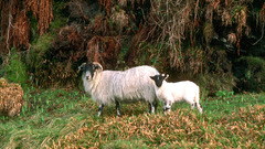 Isle of arran lochranza
