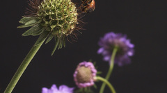 Ispc please wait longer