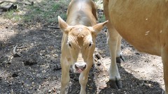 Italy World Wildlife Fund Vanzago