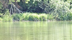 Italy World Wildlife Fund Vanzago