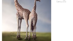 Ivson monteiro design gráfico