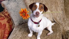 Jack Russell Terrier
