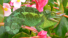 Jackson chameleon Animals