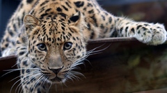 Jaguars amur leopard Animals