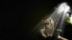 Jaguars audio jungle