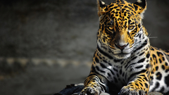 jaguars digital art Animals big cats Mammals animal eyes