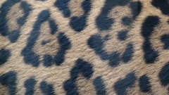 Jaguarskin high