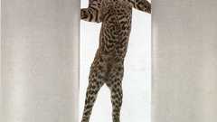 James balog cat cats