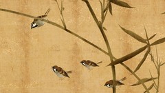 Japan Birds Japanese sparrow