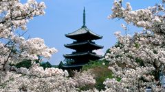 Japan cherry blossoms