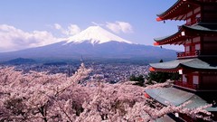 Japan cherry blossoms mount fuji Chureito Pagoda