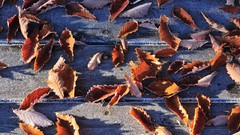 Japan frost fallen leaves wooden planks