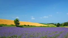 Japan Landscapes Hokkaido